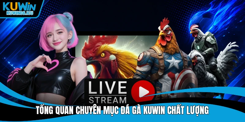 Tổng quan chuyên mục đá gà Kuwin chất lượng